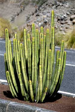 Opuntia Kaktus Gran Canaria