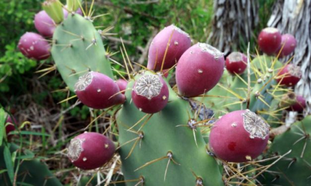 Tuno Indio – Kaktusfrukt