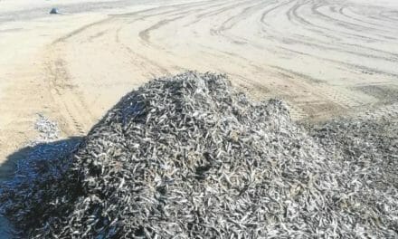 Hopetall med fisk på stranden i Playa del Ingles og San Agustin