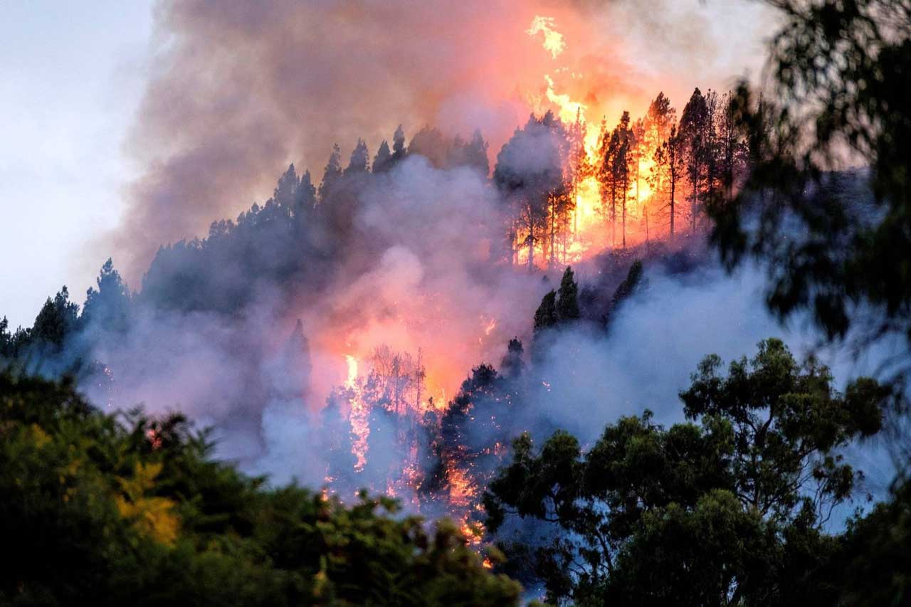 Skogsbranden  2019
