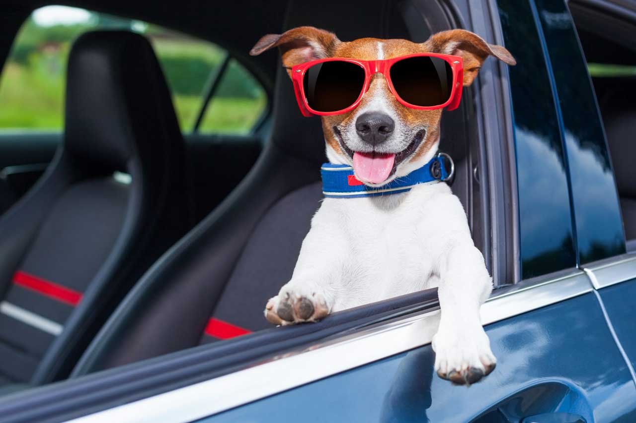 Hund med solglasögon