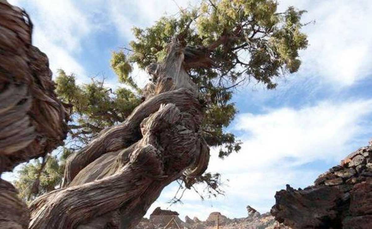 1000 år gammalt ceder träd 