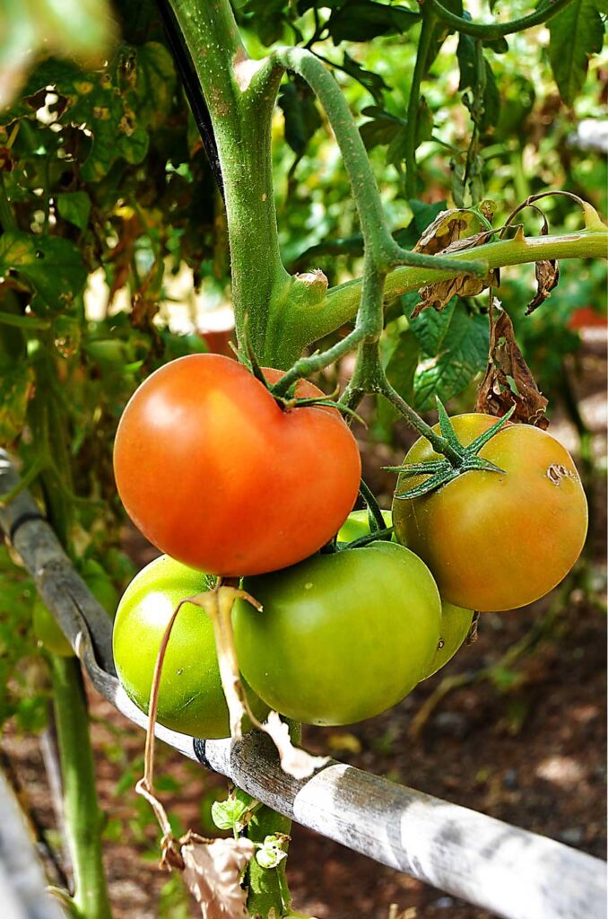 Planta med mogna tomater