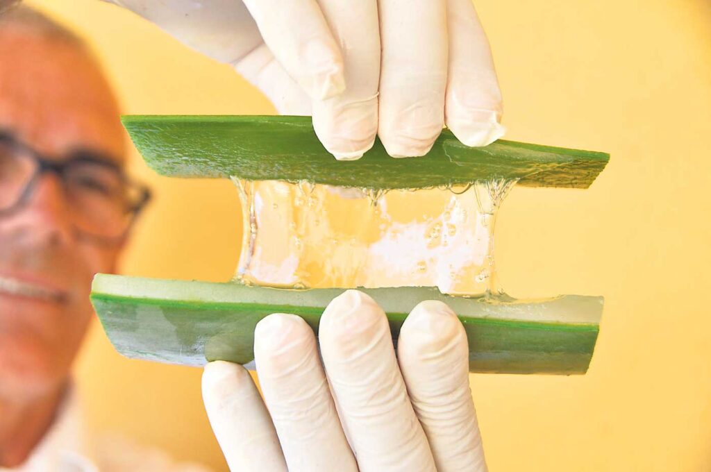 Vi tar deg med til Aloe Vera plantasjen i Fataga