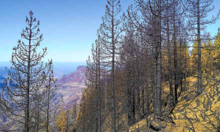 Vad händer med fjällvandringarna efter skogsbranden på Gran Canaria?