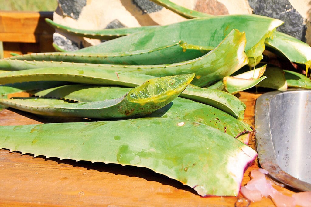 Klippt Aloe Vera planta