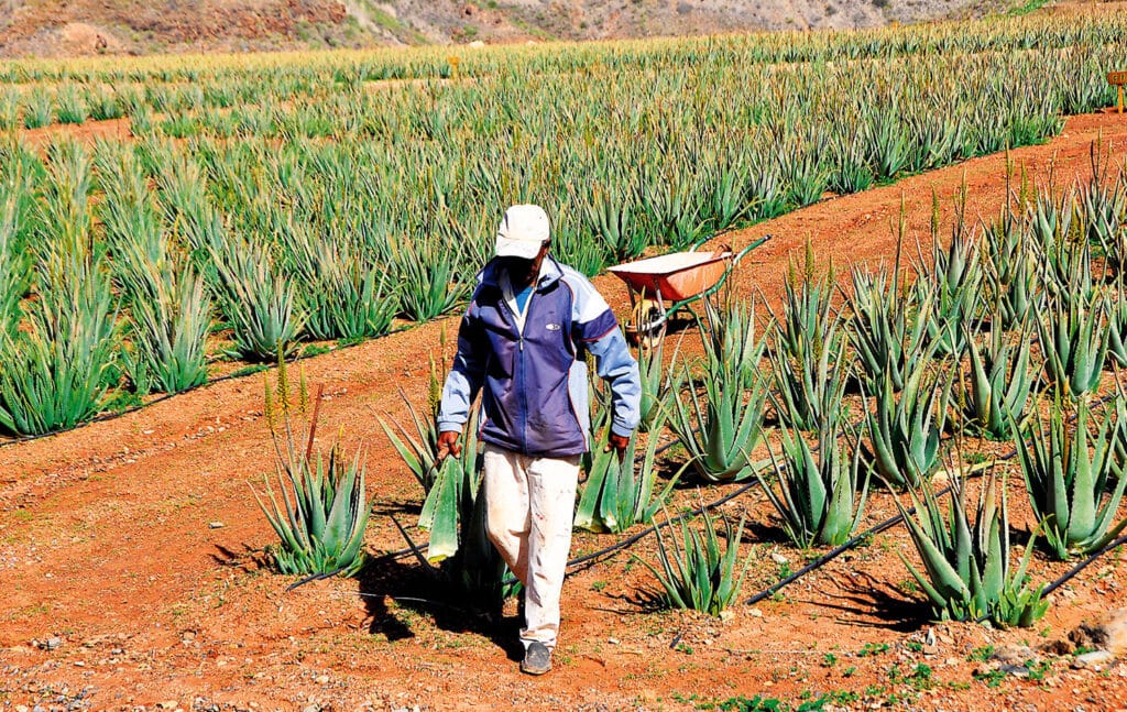 Man på fältet Aloe odling