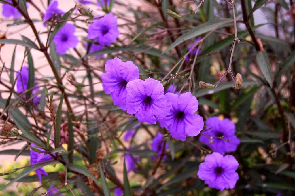 Ruellia simplex