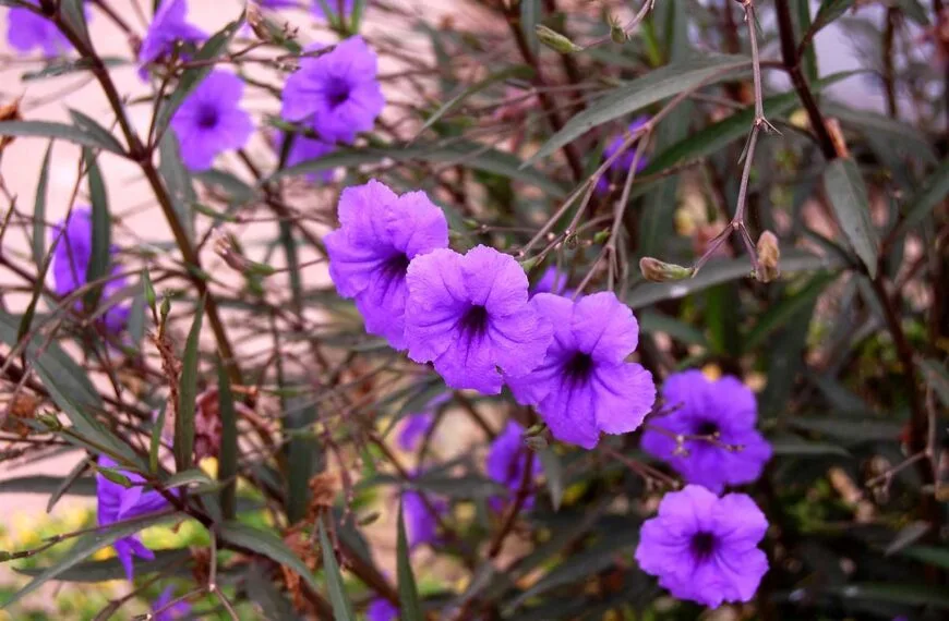 Ruellia simplex