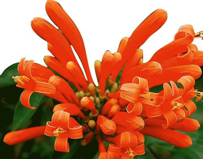 Flamranka – Pyrostegia venusta