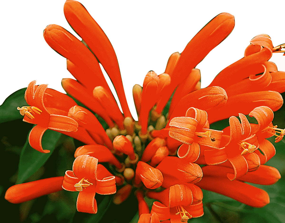 14nov-Flamranka4 Blomma i närbild
