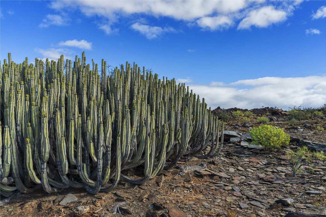 Kaktus planta