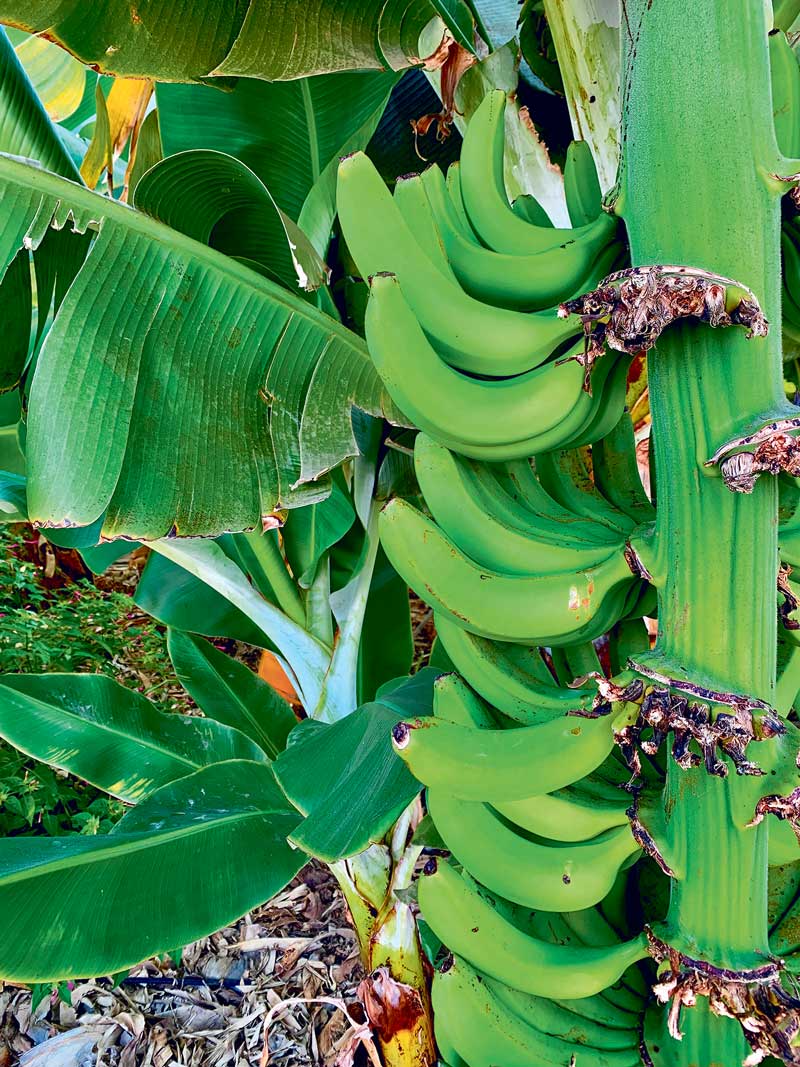 Bananstock med gröna bananer