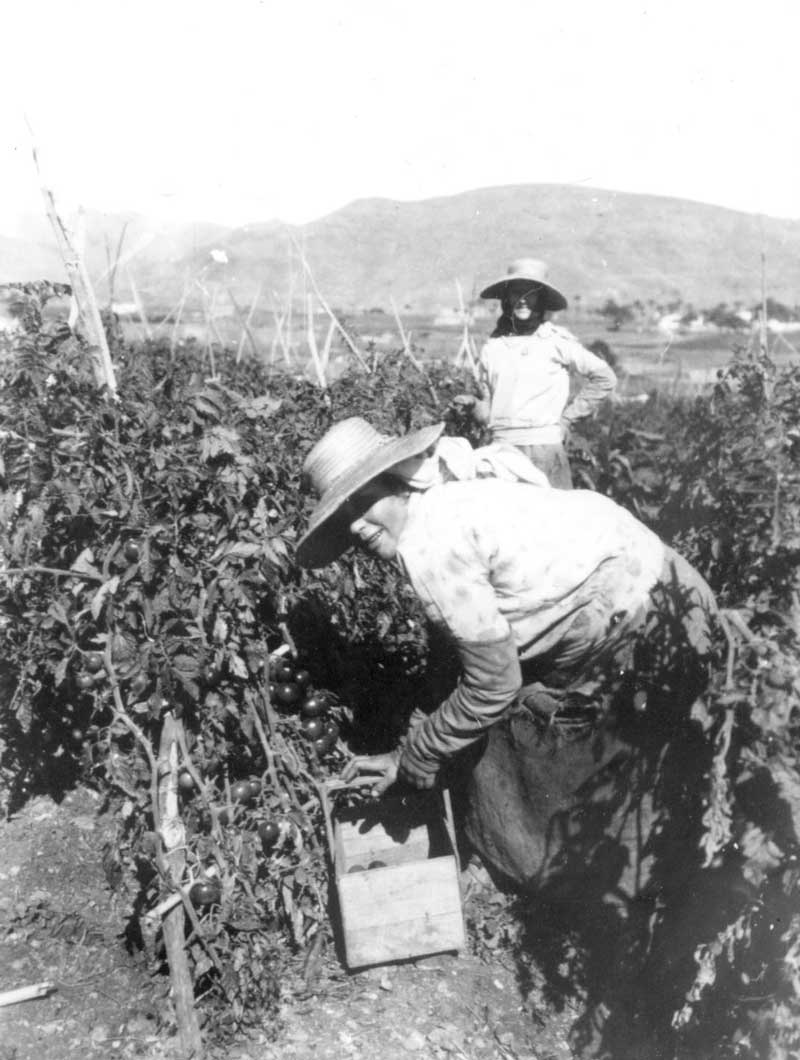 Kvinnor plockar tomater