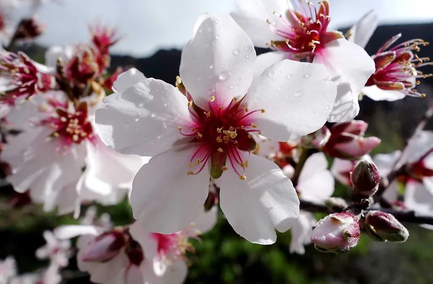 Mandelblomma
