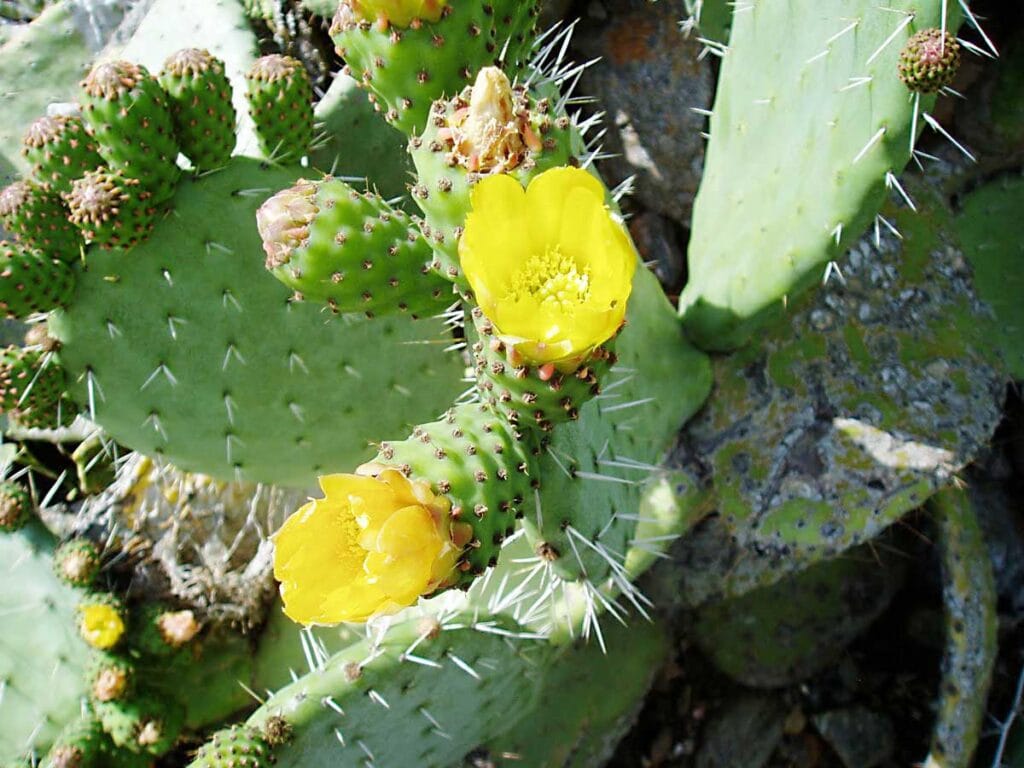 Kaktus Blomma
