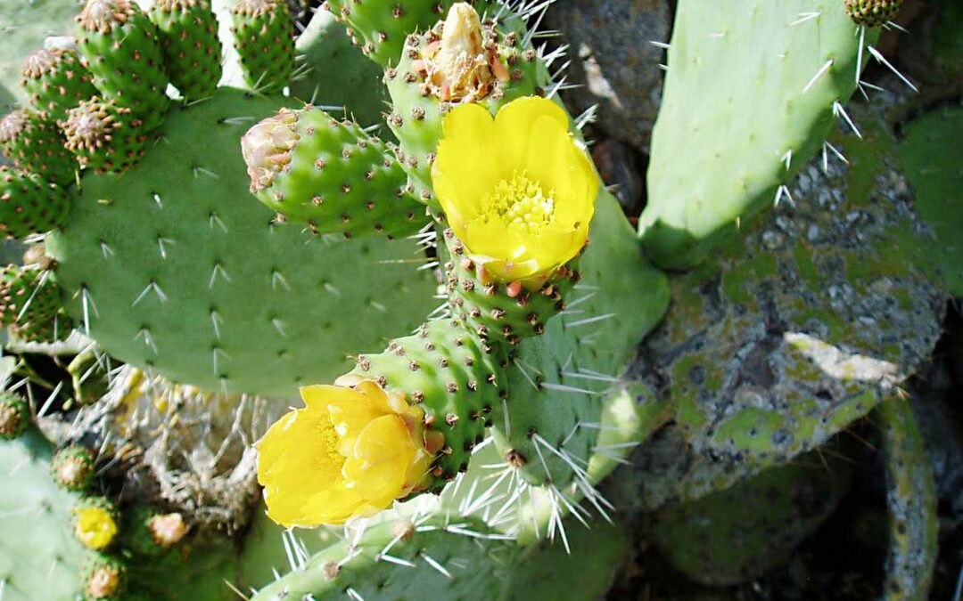Kaktus, Törel och Aloe
