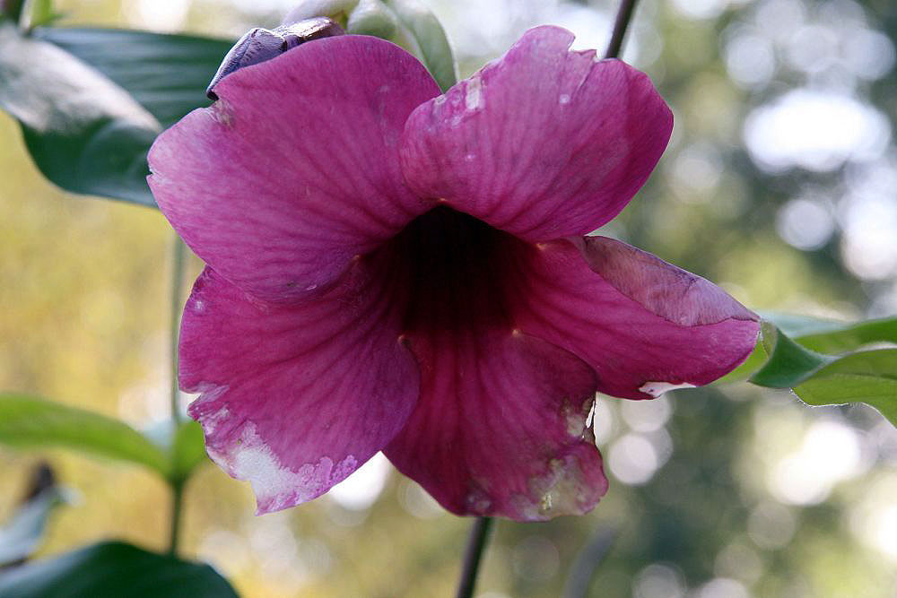 Allamanda cathartica blomma