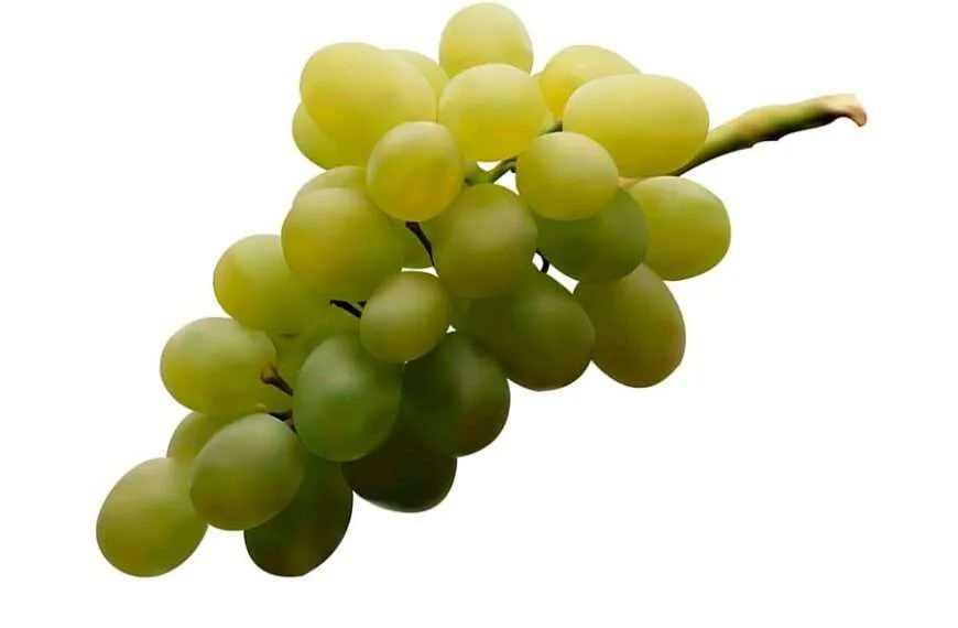 Verdejo druvor