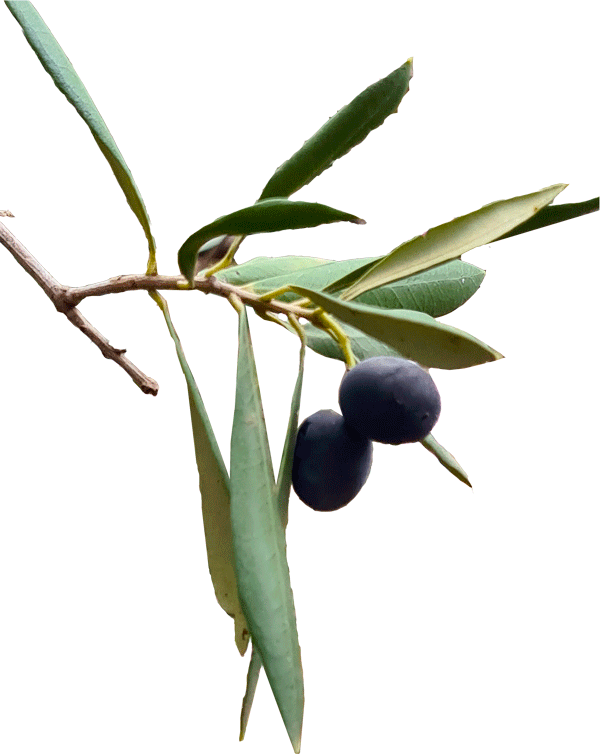 Olivkvist 