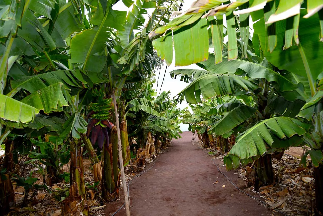 Bananer i Arucas