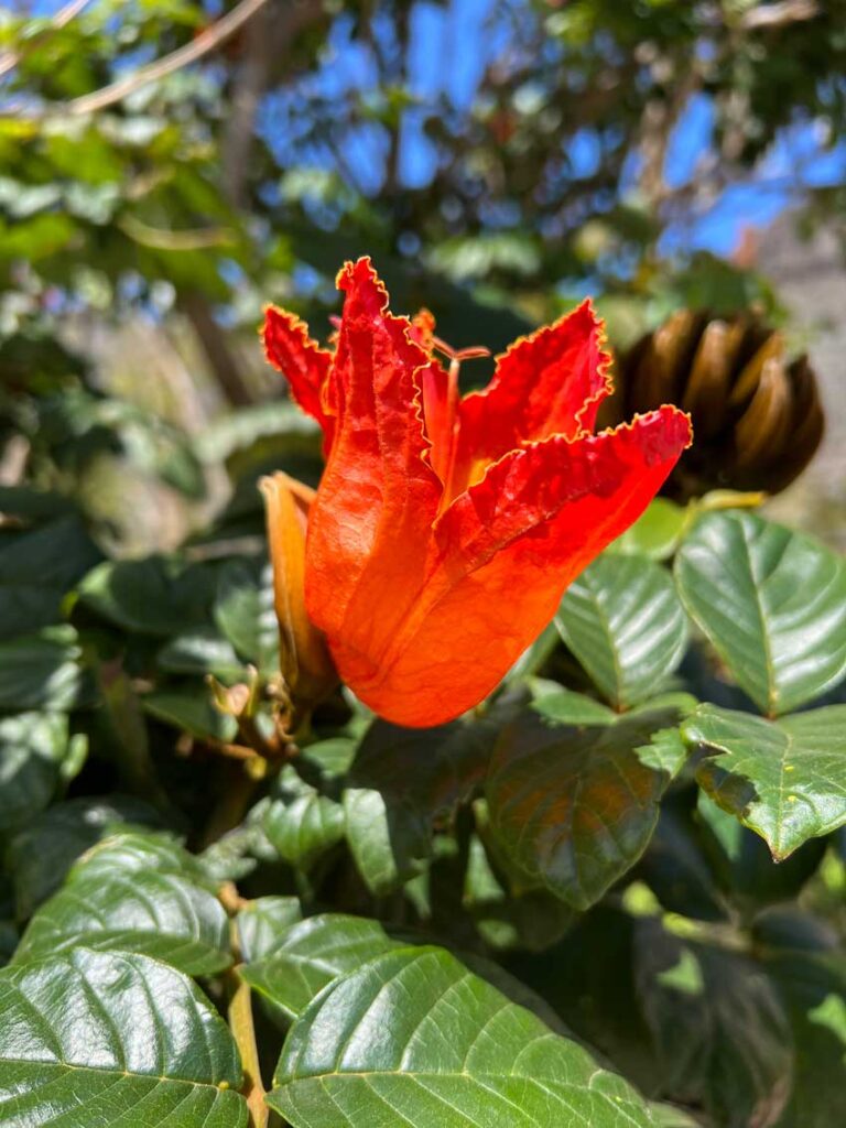 Blomma från Tulpanträd