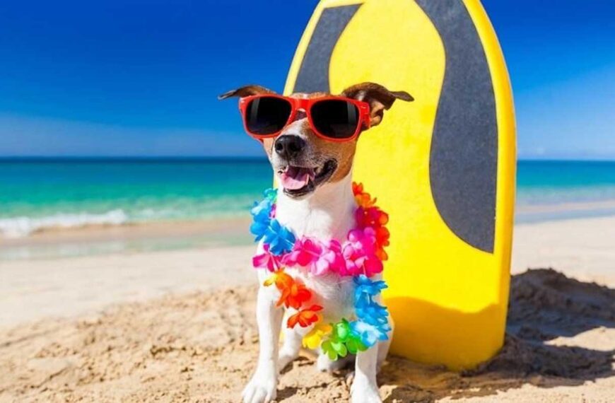 Hund på stranden
