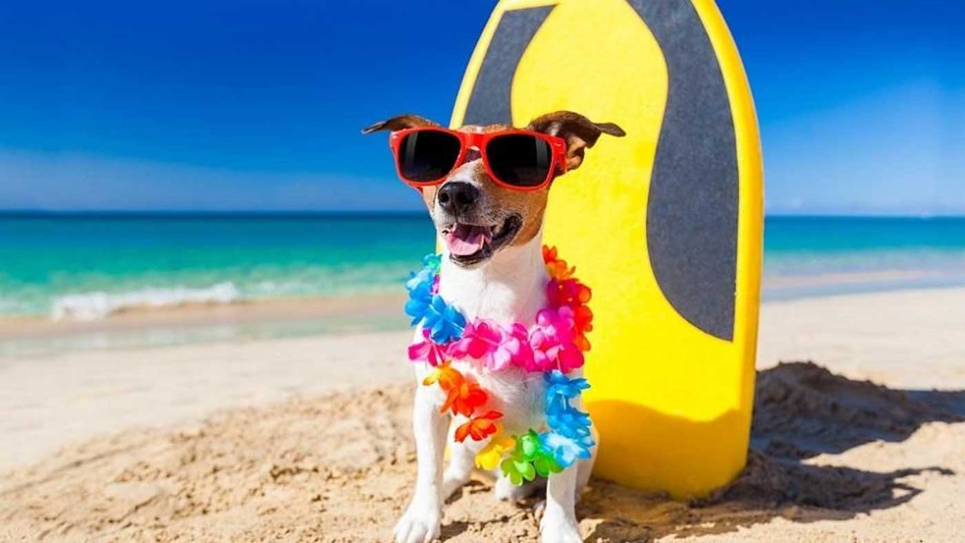 Hund på stranden