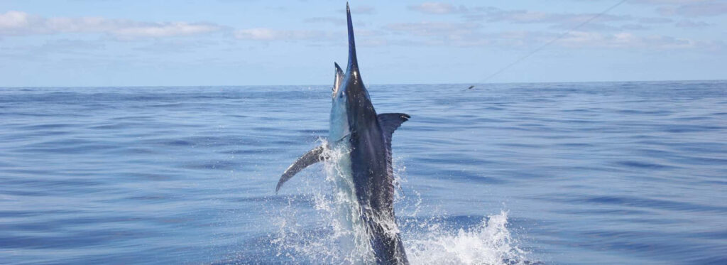 Blue Marlin på kroken
