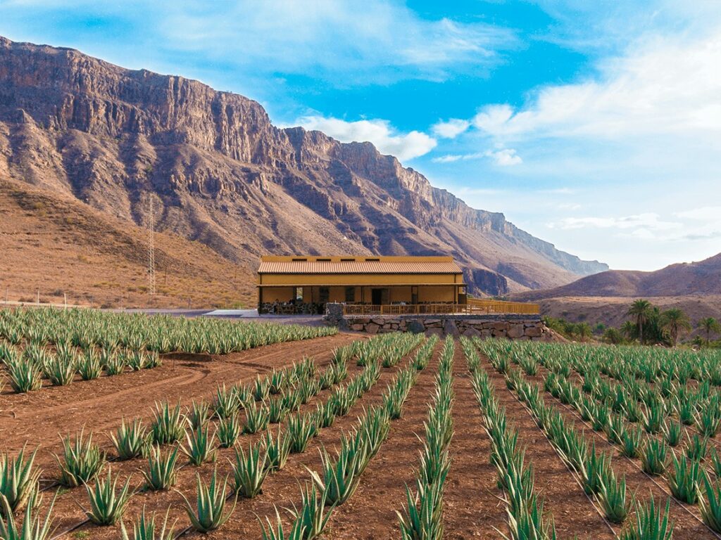 Finca Canarias Aloe Vera