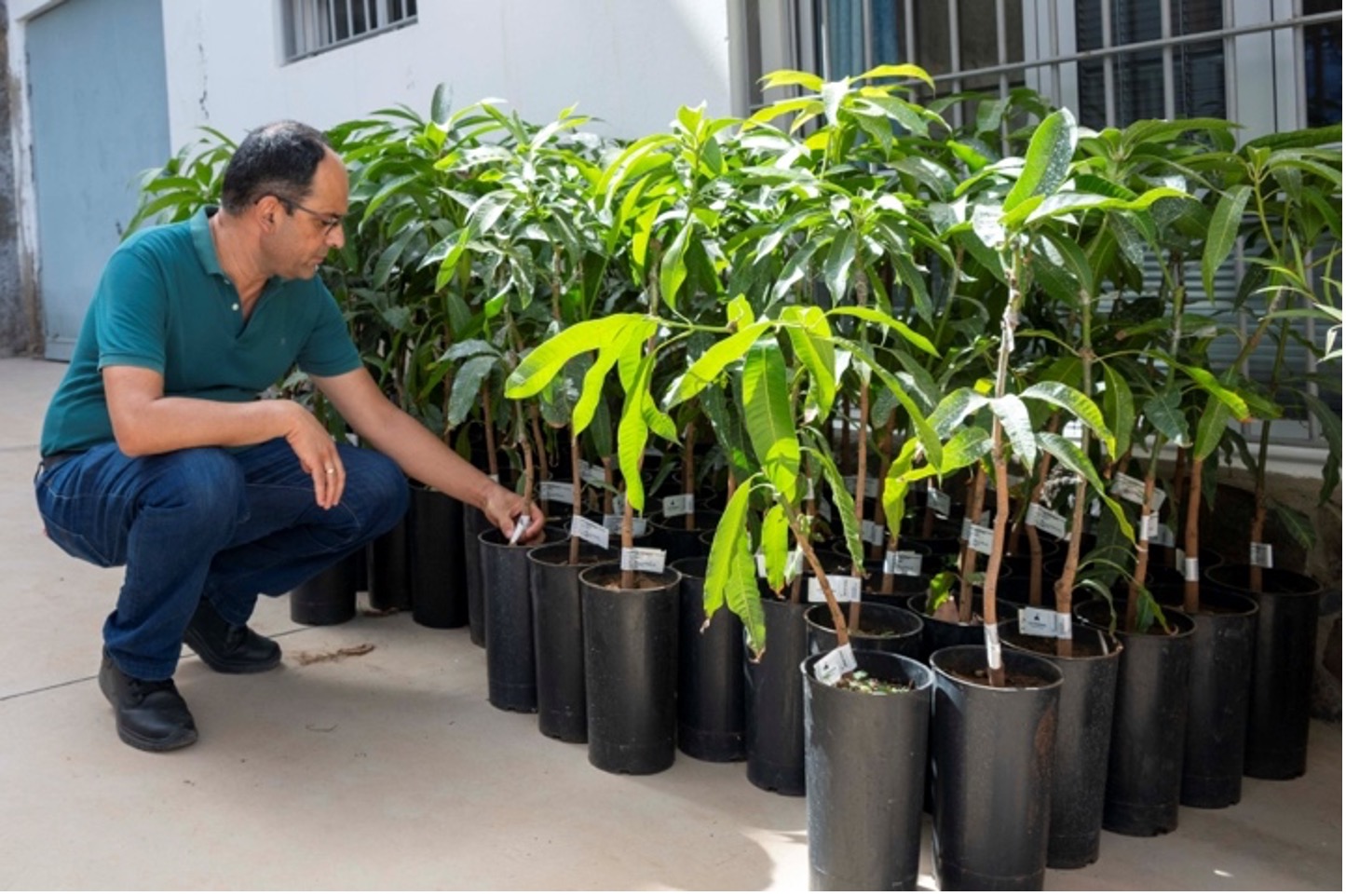 Read more about the article Bøndene i Mogán mottar 101 Ataúlfo-mangotrær