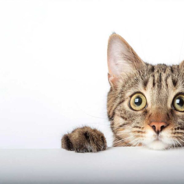 Katt med stora ögon framhävd bild