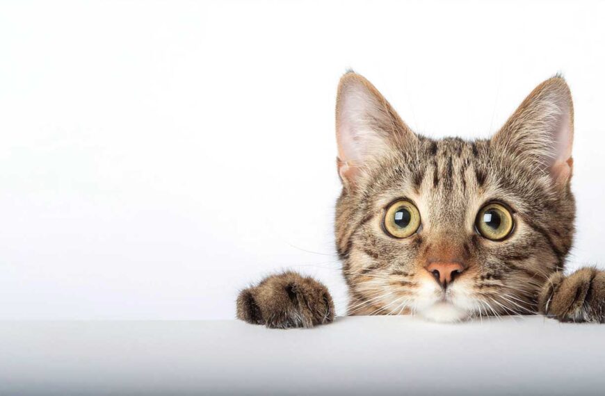 Katt med stora ögon framhävd bild