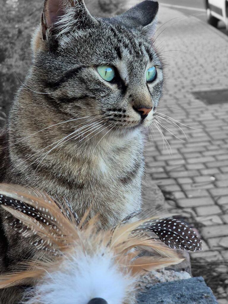 Katt