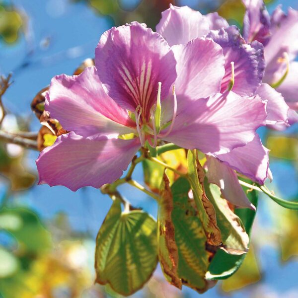 Orkidéträdets blomma