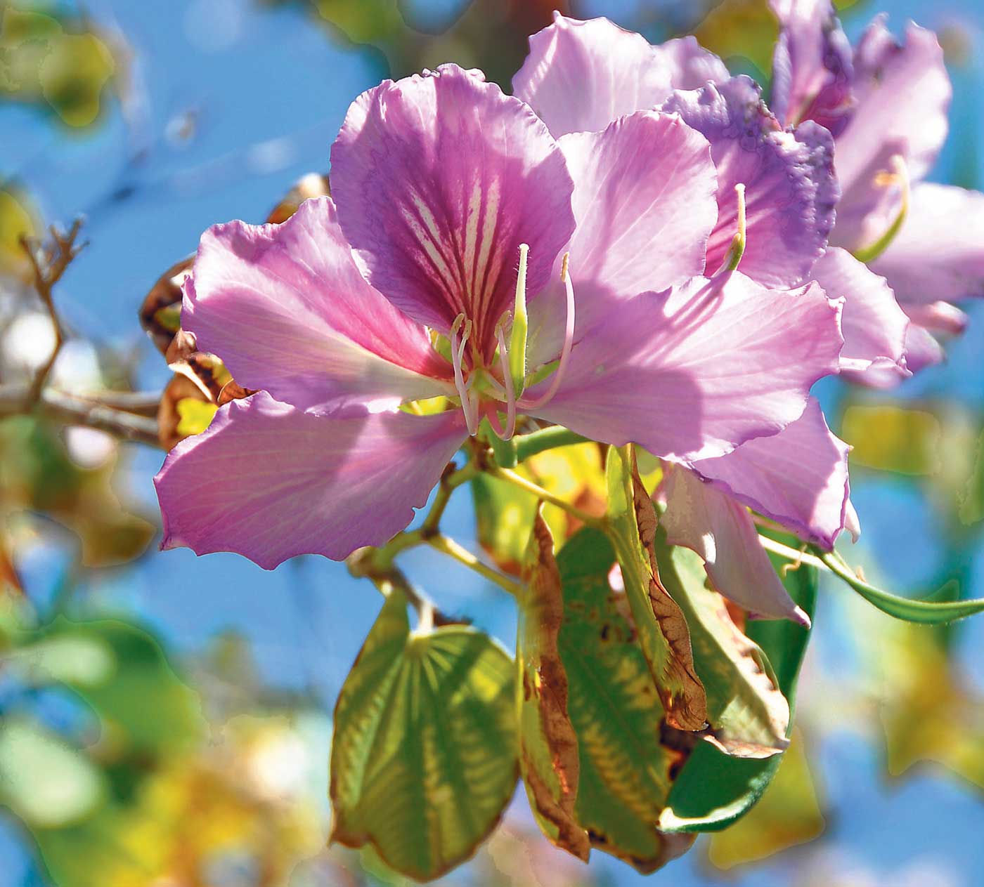 Read more about the article Orkidéträdet, som inte är någon orkidé