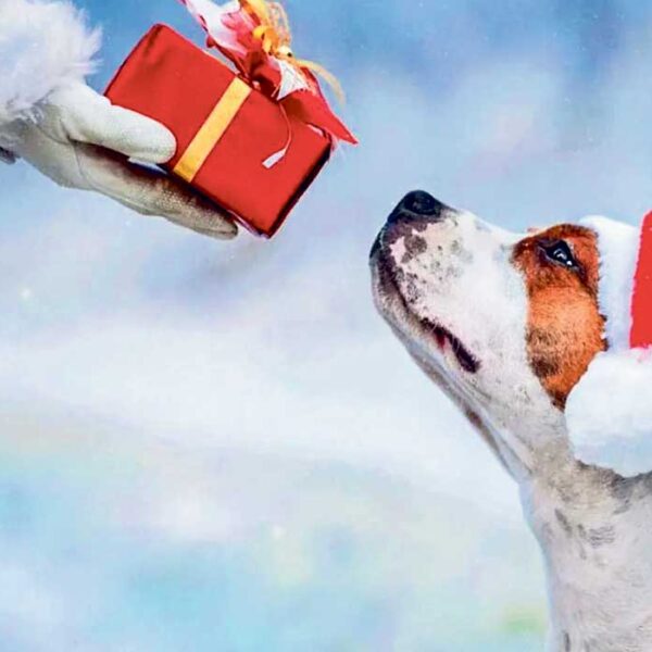 Hund får godis av tomten