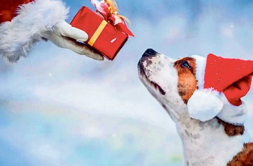 Hund får godis av tomten