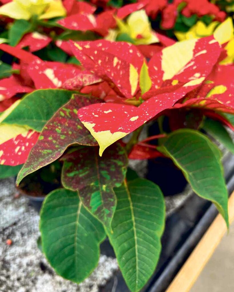 Spräcklig Juelestjerne