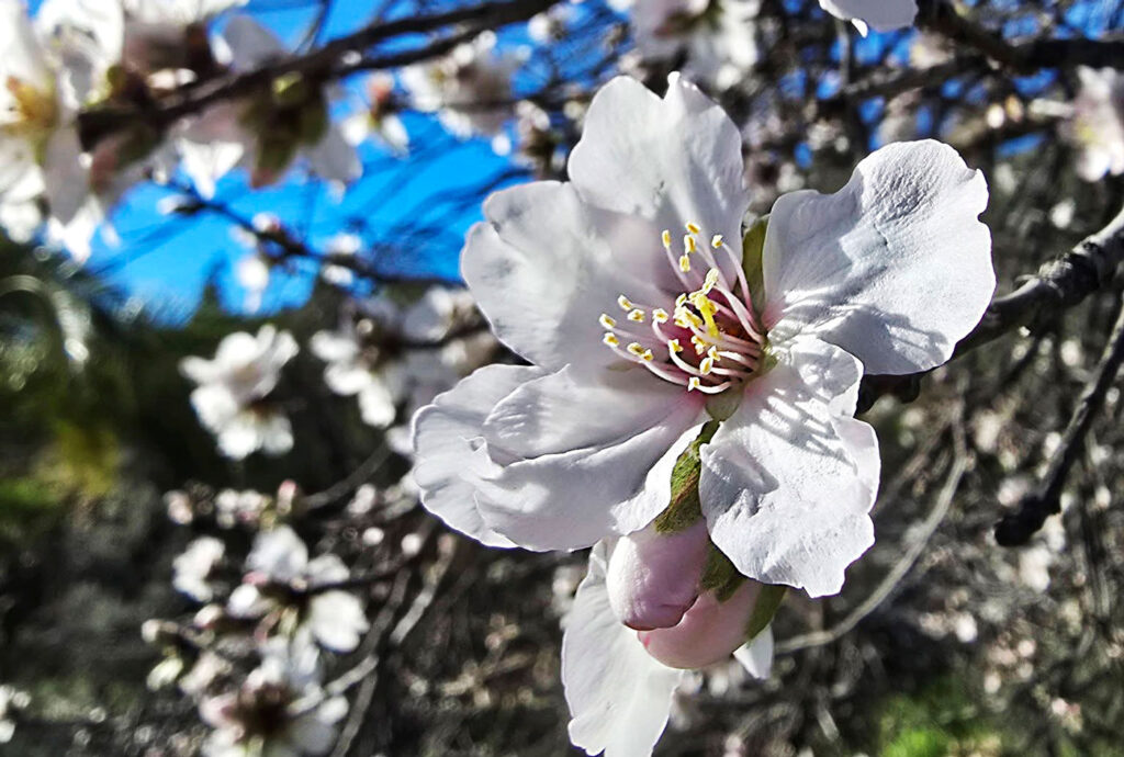 Mandellomma i närbild