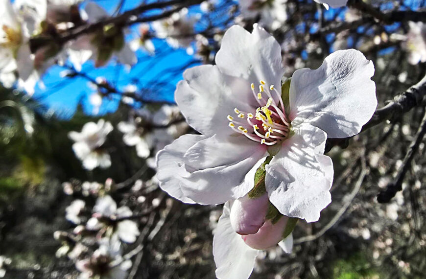 Mandellomma i närbild