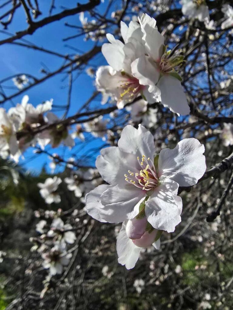 Kvist med mandelblommor