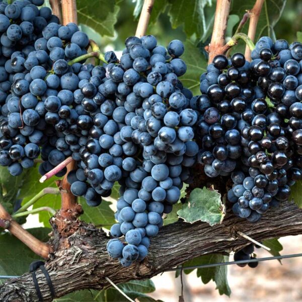 Klasor med Tempranillo druvor