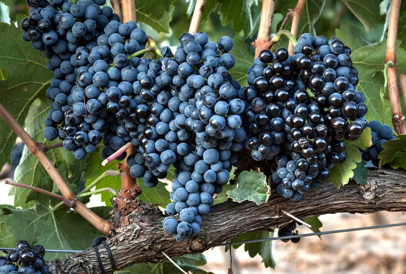 Read more about the article Tempranillo