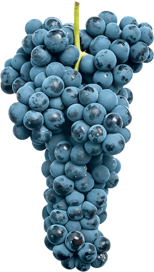 Klase med Tempranillo druvor