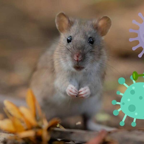 Hantavirus vad är det?
