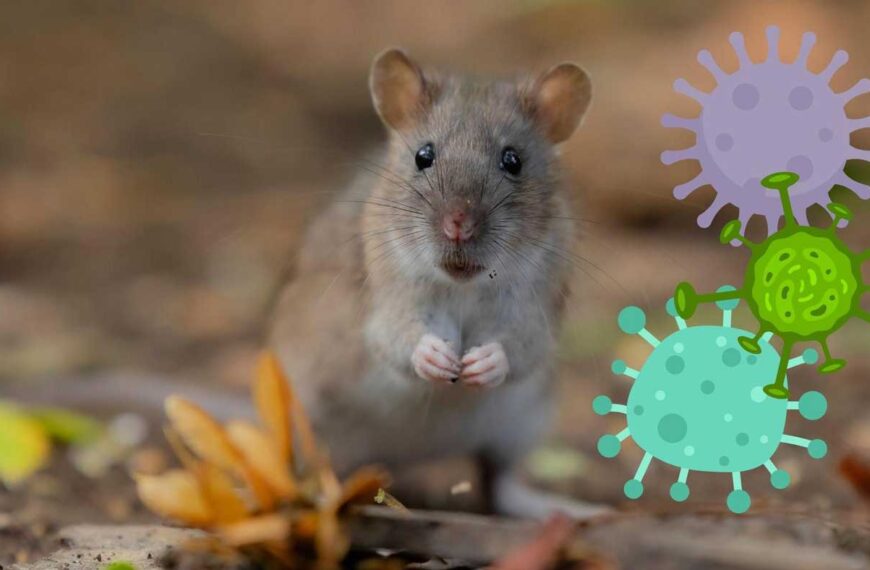 Hantavirus vad är det?