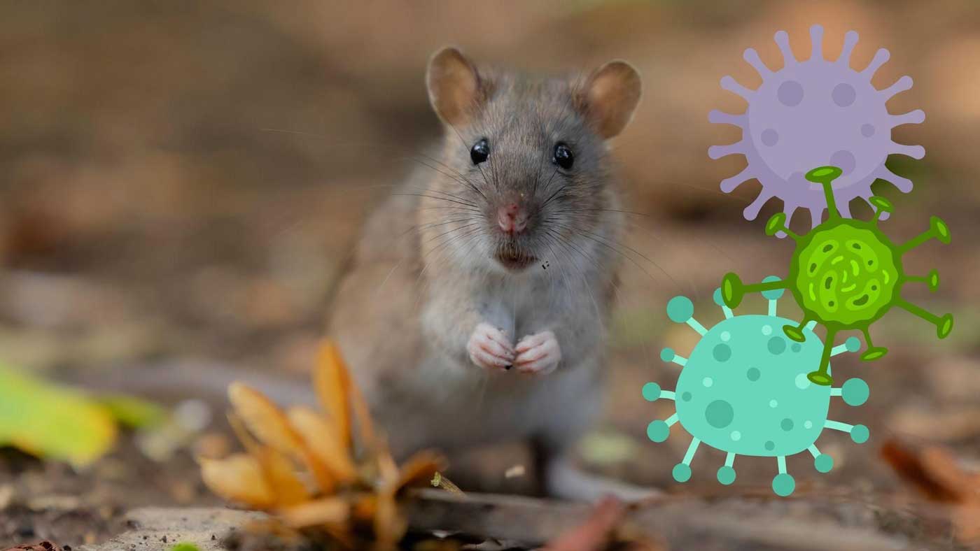 Hantavirus vad är det?