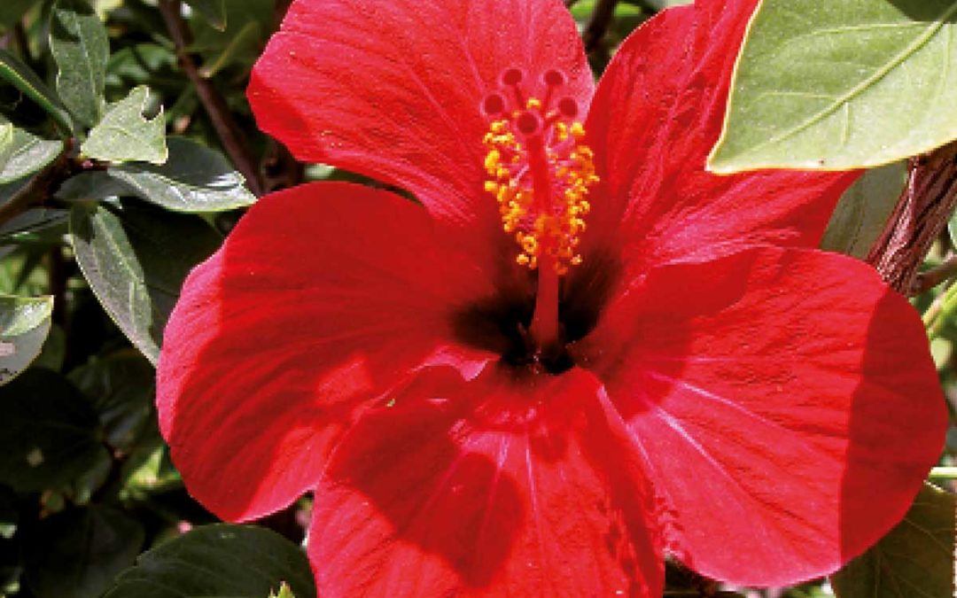 Hibiscus -rosa-sinensis